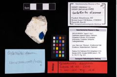 NHMW-GEO-2007z0149-0434_Ol_02.tifGalatheites diasema (Robins, Feldmann, Schweitzer & Bonde, 2016)  (NHMW-GEO-2007z0149-0434)